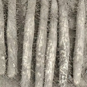 榆林白玉山药