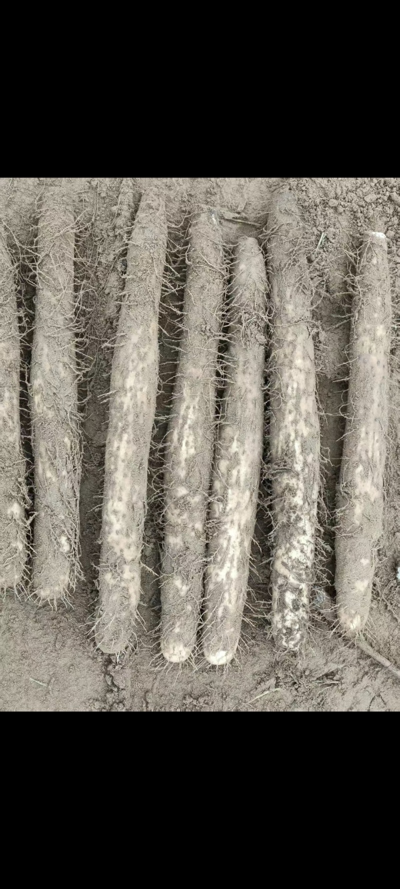 榆林白玉山药