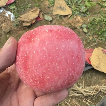 太山红富士