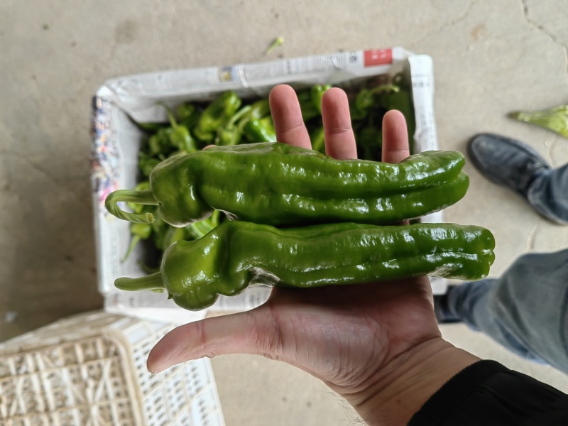 芜湖椒/薄皮椒