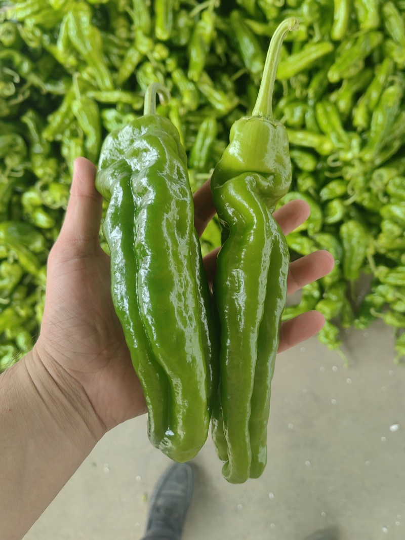 芜湖椒/薄皮椒