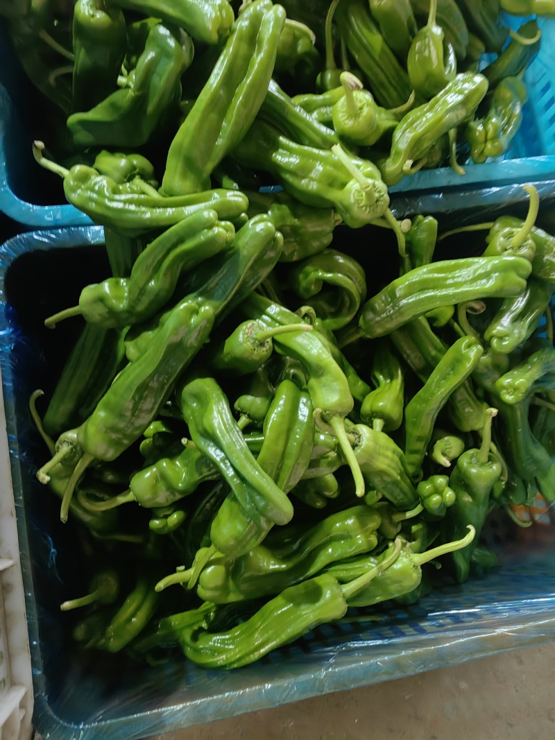 芜湖椒/薄皮椒