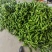 芜湖椒/薄皮椒