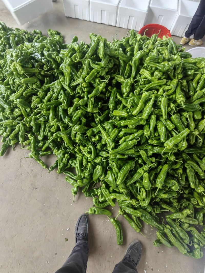 芜湖椒/薄皮椒
