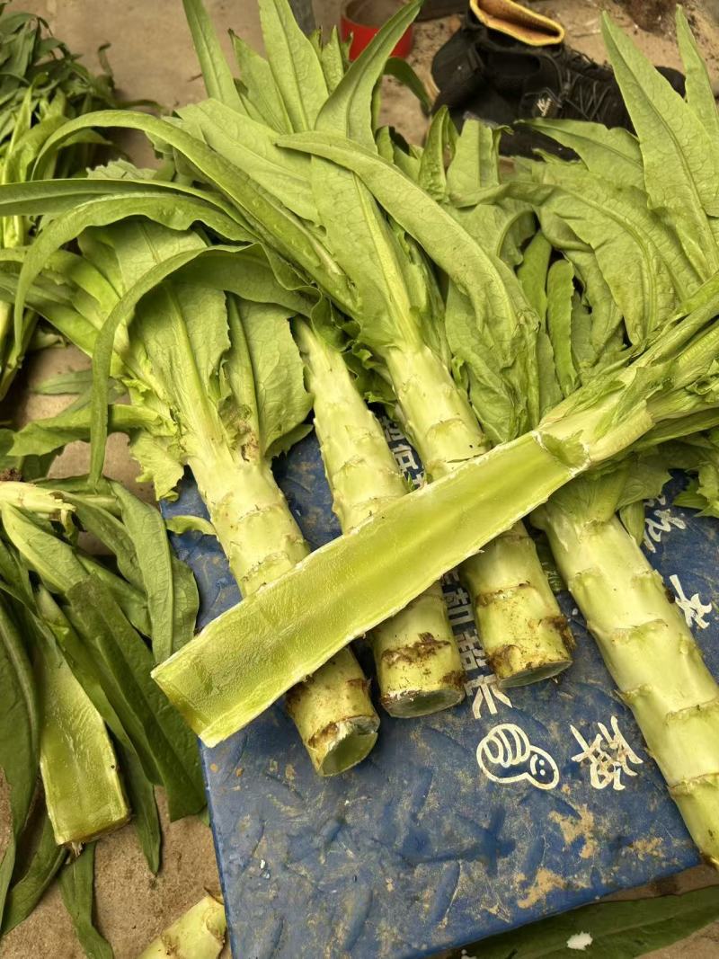 山东兰陵红尖叶莴笋大量上市，无空心，质量保证