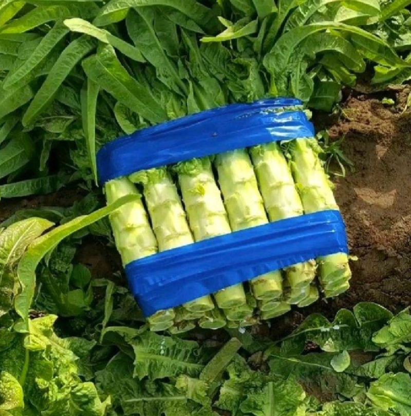 山东兰陵红尖叶莴笋大量上市，无空心，质量保证