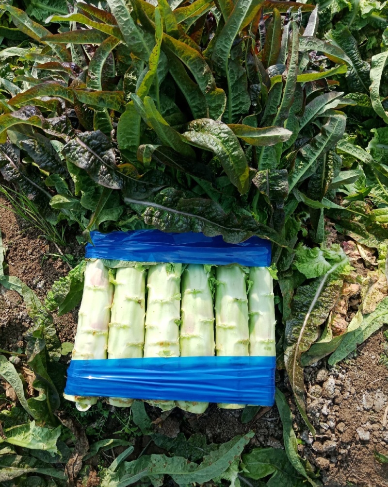 山东兰陵红尖叶莴笋大量上市，无空心，质量保证