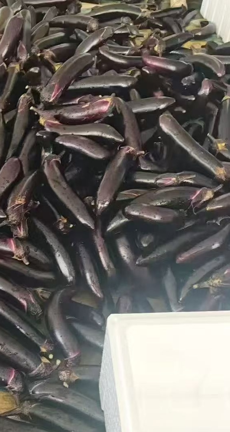 云南蔬菜，茄子，云南茄子，墨茄，红茄，竹丝茄，全国直发