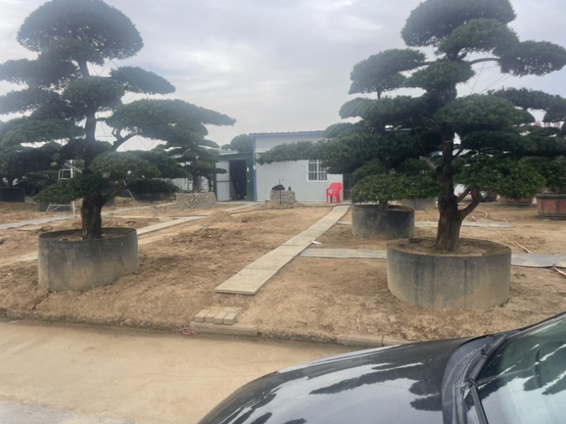 造型罗汉松盆景含盆包邮