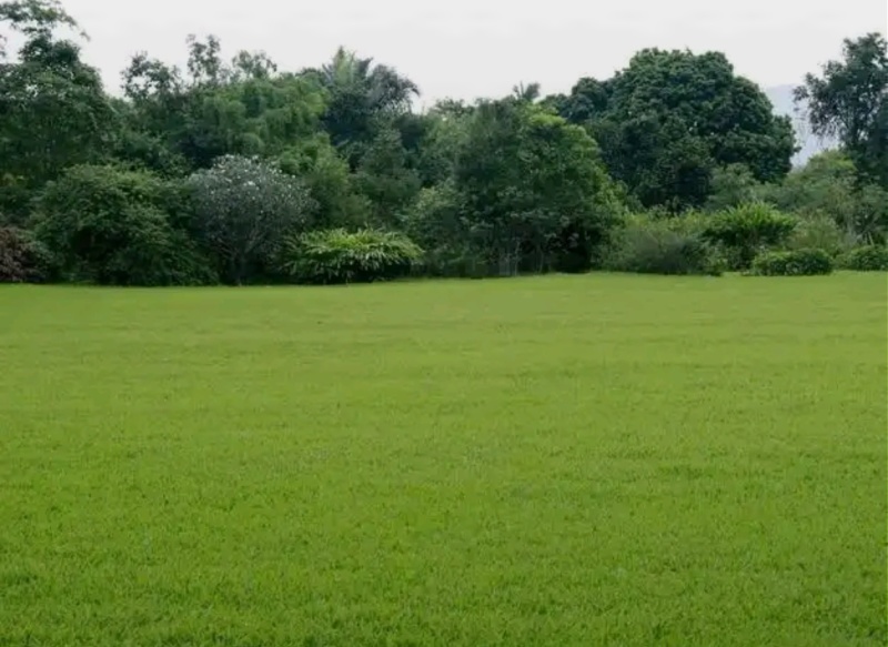 百慕大草坪