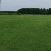百慕大草坪