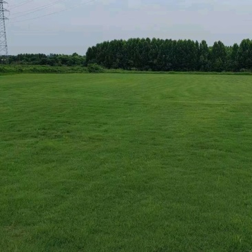 百慕大草坪