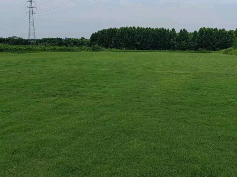 百慕大草坪