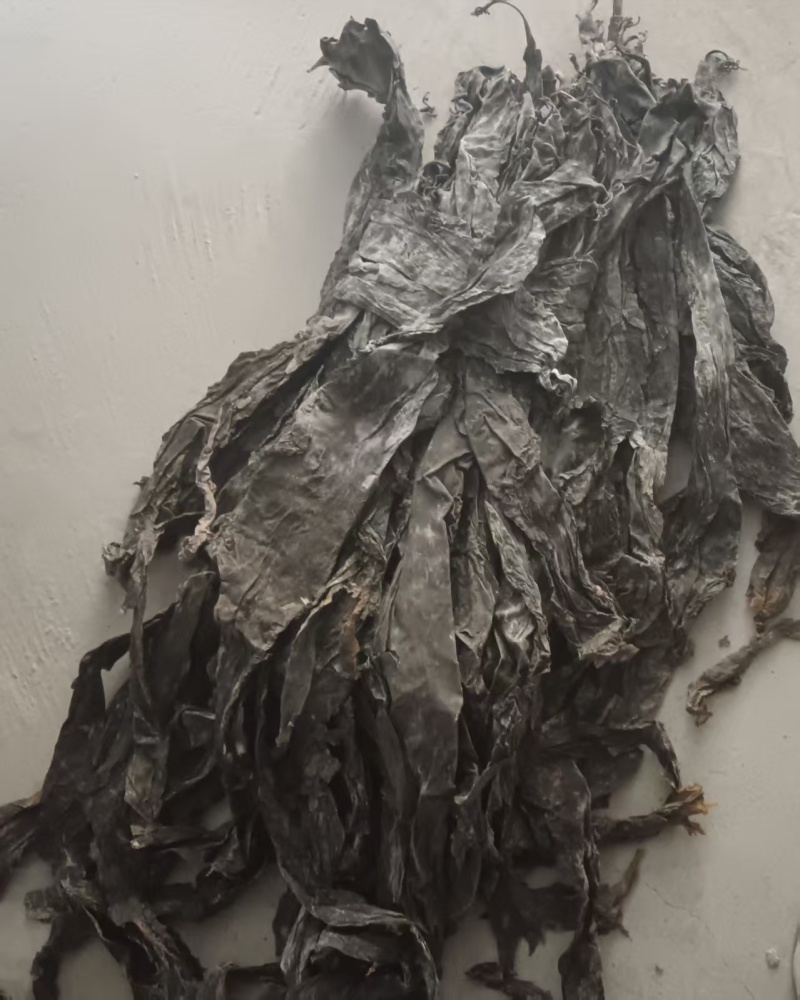 福建半挂干海带源头产地直批