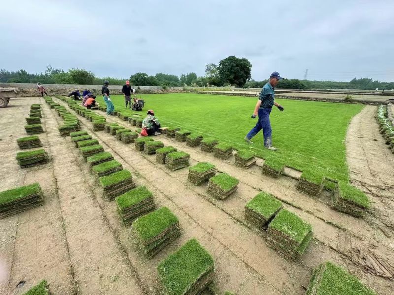 马尼拉草坪