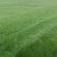 马尼拉草坪
