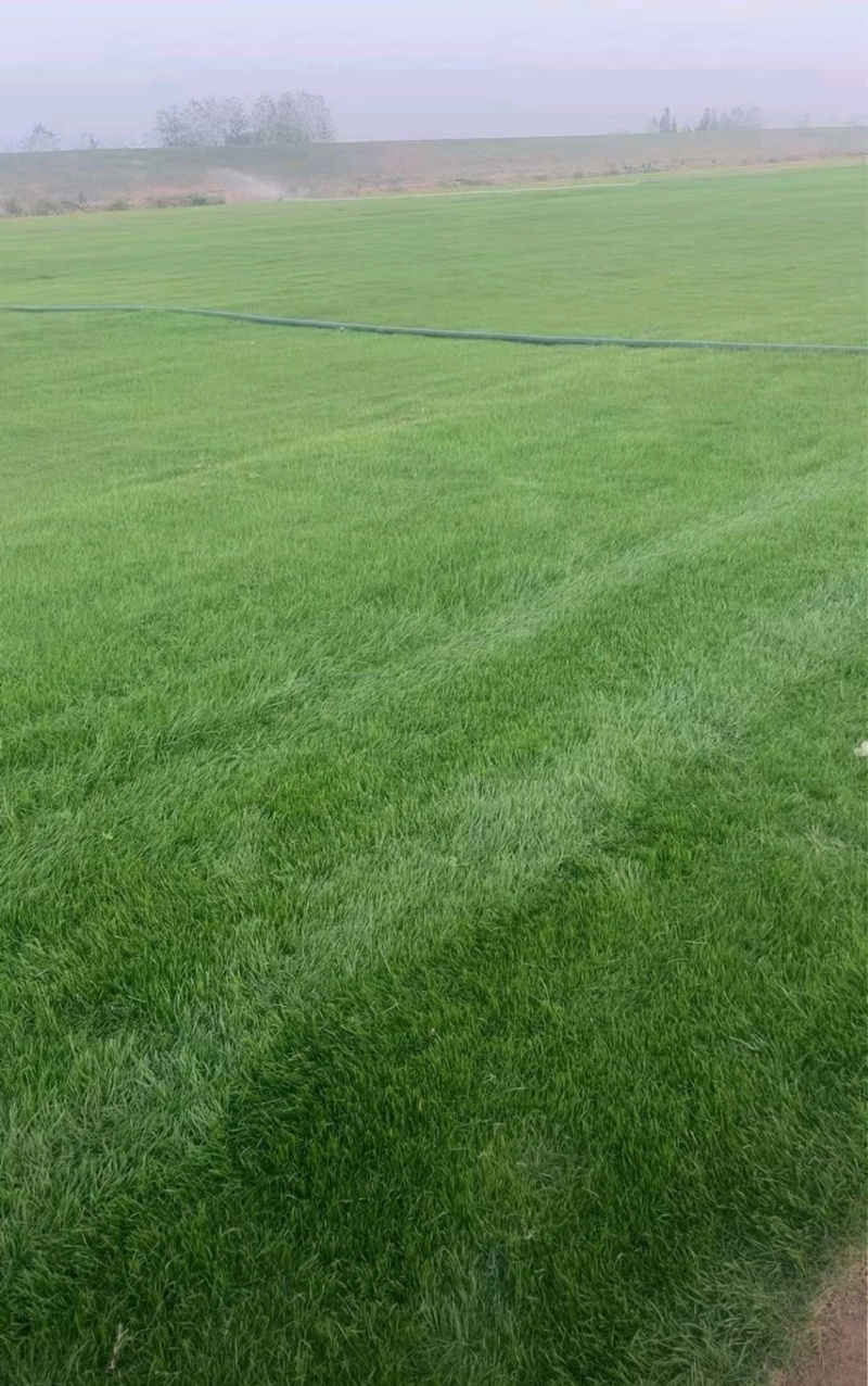 马尼拉草坪