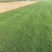 马尼拉草坪