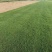 马尼拉草坪