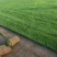 马尼拉草坪