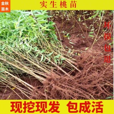 四川毛桃树苗