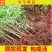 四川毛桃树苗