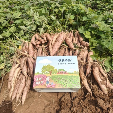 太谷富硒红薯冰糖心哈密