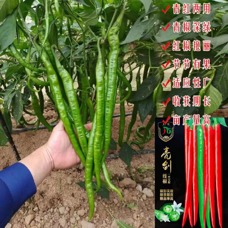 亮剑长线椒种子香辣杂交长线椒采收期长适应性广产量高青红两