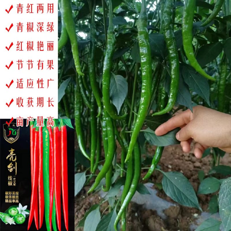 亮剑长线椒种子香辣杂交长线椒采收期长适应性广产量高青红两