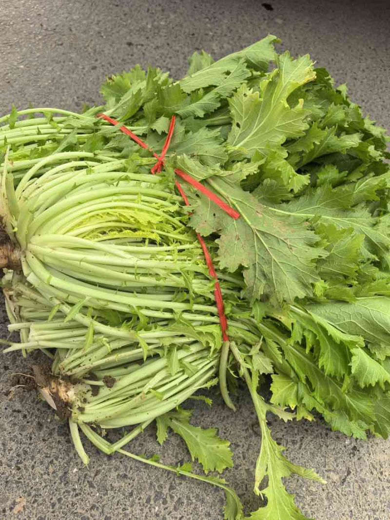 安徽雪里红品质保证诚信经营量欢迎联系接商超市场电商腌制户