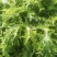 安徽雪里红品质保证诚信经营量欢迎联系接商超市场电商腌制户