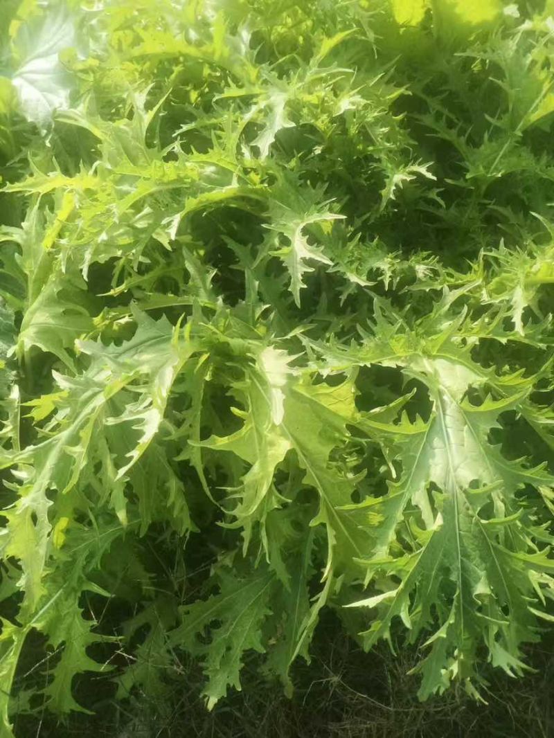 安徽雪里红品质保证诚信经营量欢迎联系接商超市场电商腌制户