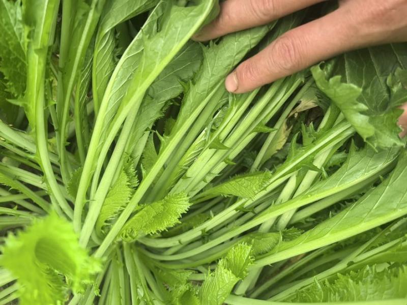 安徽雪里红品质保证诚信经营量欢迎联系接商超市场电商腌制户