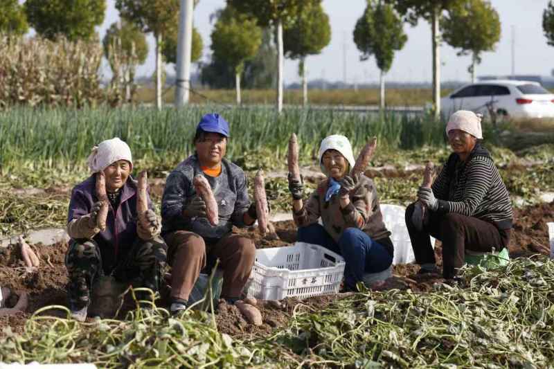 太谷富硒红薯冰糖心哈密