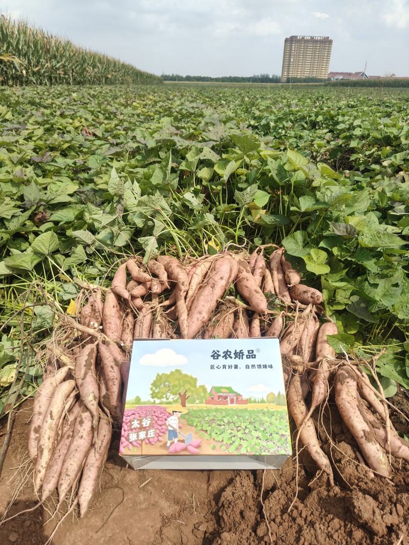 太谷富硒红薯冰糖心哈密