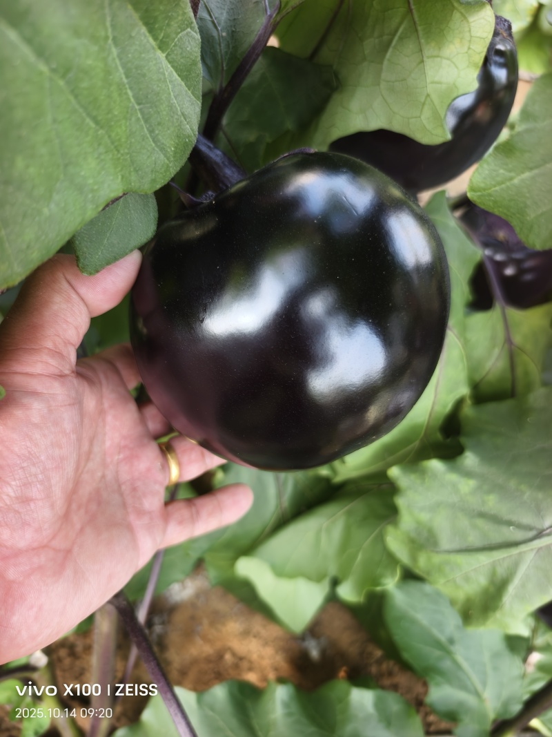 大棚紫光圆茄大量上市种植面积大质量好价低走市快