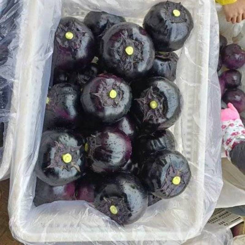 紫光圆茄饶阳县上市中有需要的客商可以联系我。