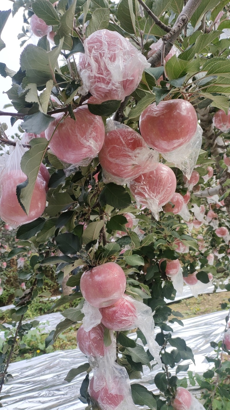 精品红富士苹果，分级清楚，可联系