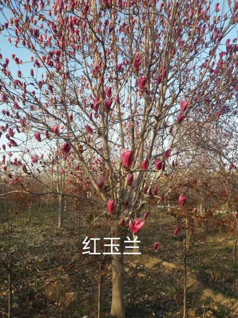红玉兰10一11Cm基地直销