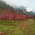 红玉兰10一11Cm基地直销