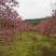 红玉兰10一11Cm基地直销