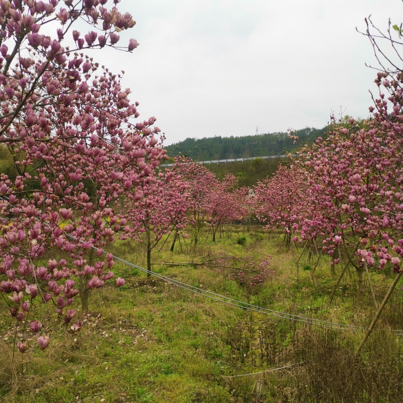 红玉兰10一11Cm基地直销