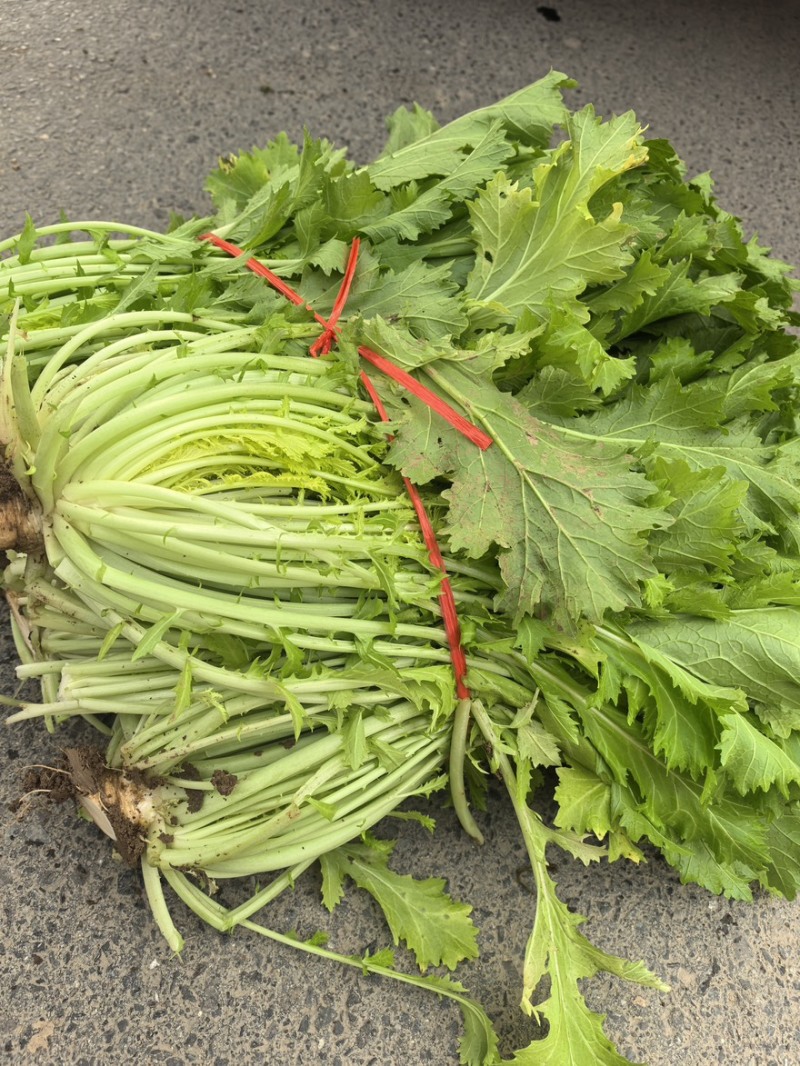 安徽雪里红品质保证诚信经营量欢迎联系接商超市场电商腌制户