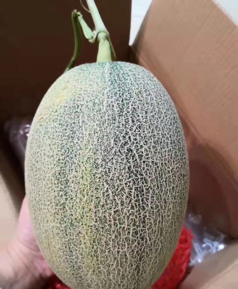 晓蜜25号哈密瓜当季水果规格齐全糖度高价格低