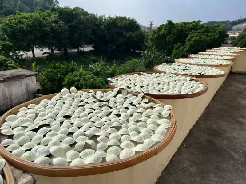 2025年新会东甲茶枝柑上市