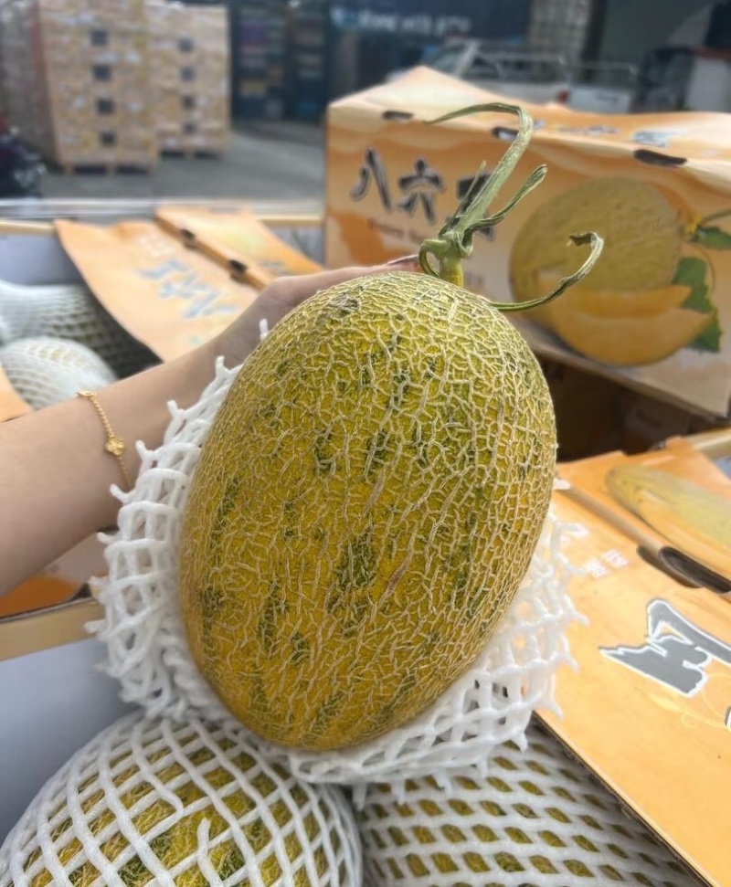 哈密瓜八六王海南八六王哈密瓜货源充足全国发货