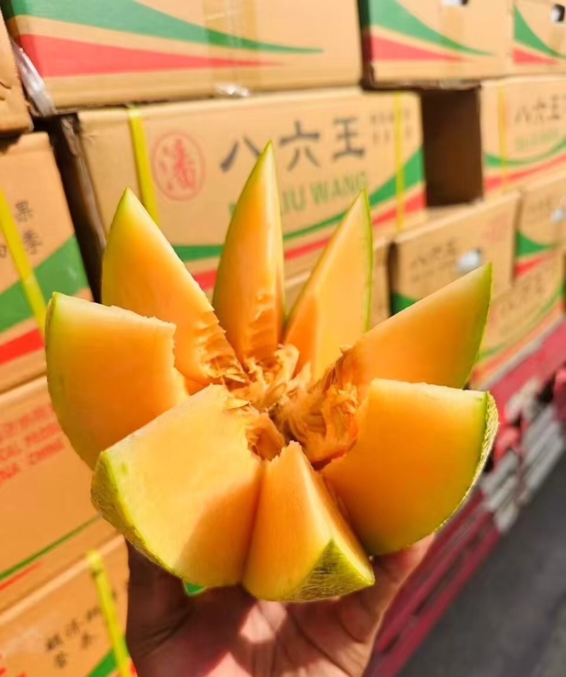 哈密瓜八六王海南八六王哈密瓜货源充足全国发货