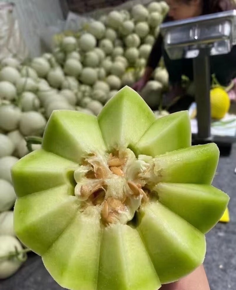 玉菇甜瓜海南玉菇甜瓜海量货源基地直发欢迎来电咨询