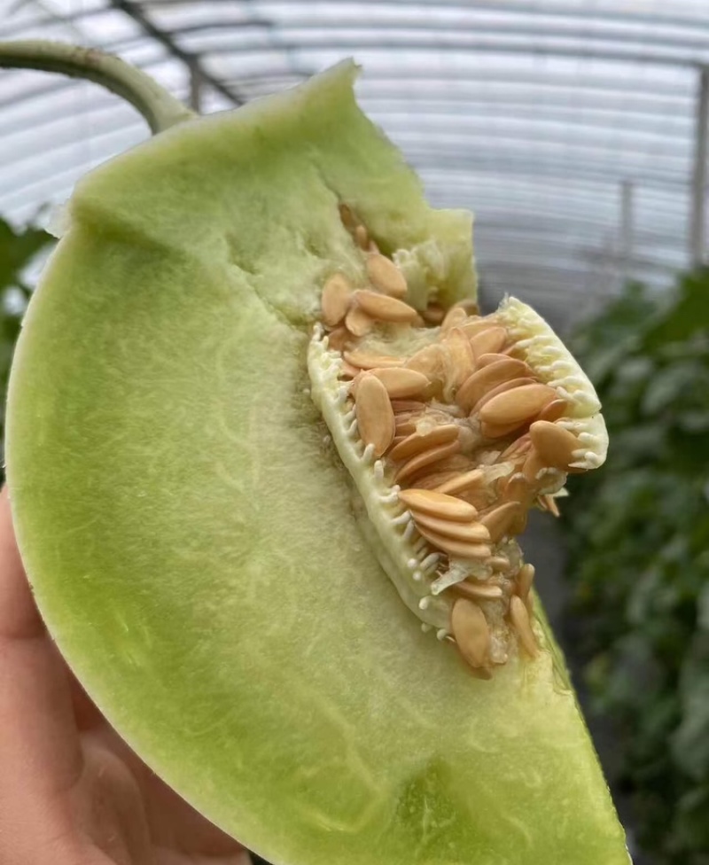 玉菇甜瓜海南玉菇甜瓜海量货源基地直发欢迎来电咨询