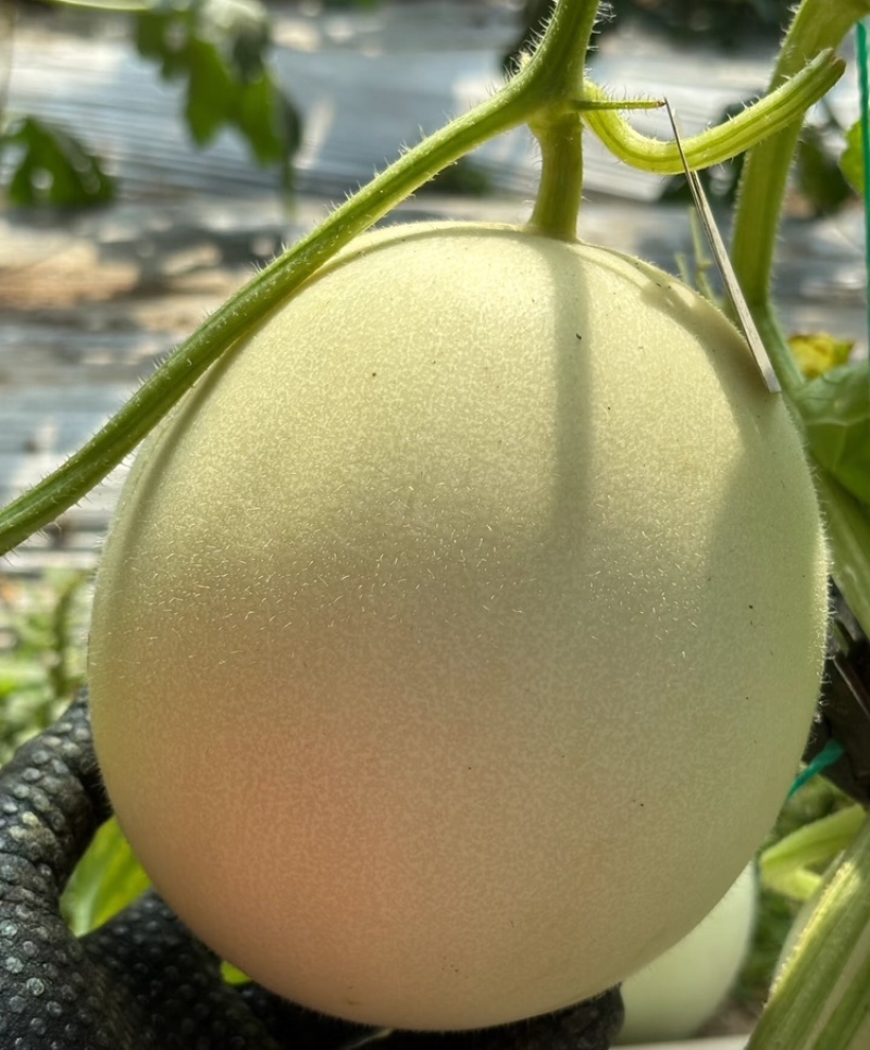 玉菇甜瓜海南玉菇甜瓜海量货源基地直发欢迎来电咨询